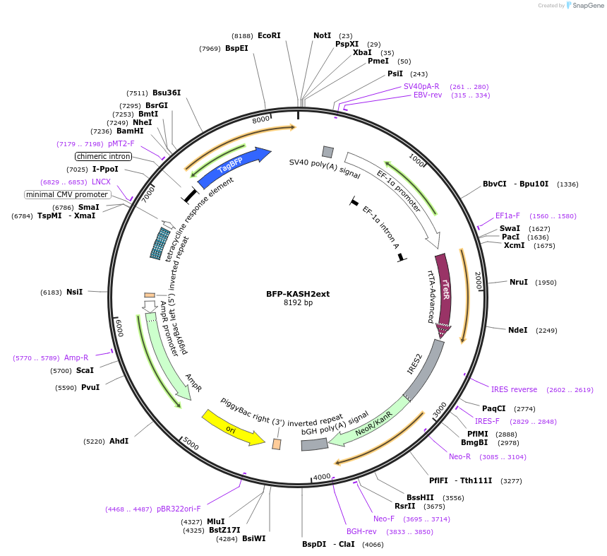 187020-plasmid-map-sequence-id-367312