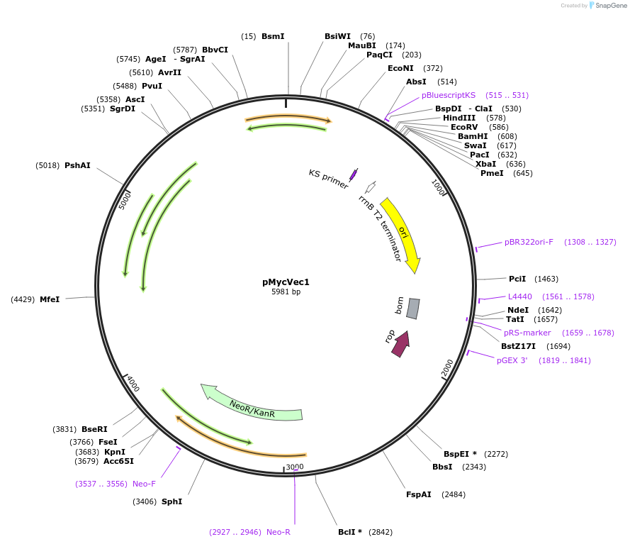 32360-plasmid-map-sequence-id-36732