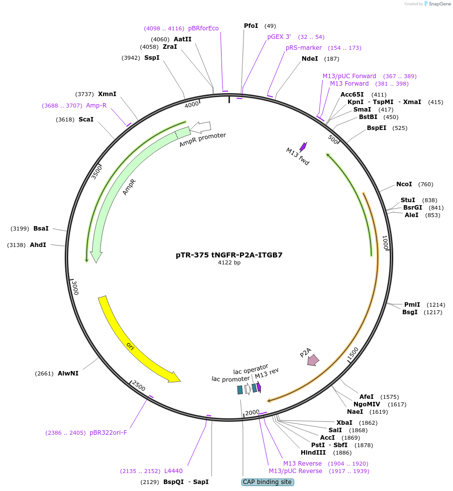 186069-plasmid-map-sequence-id-367323
