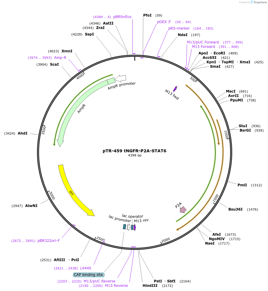186070-plasmid-map-sequence-id-367324