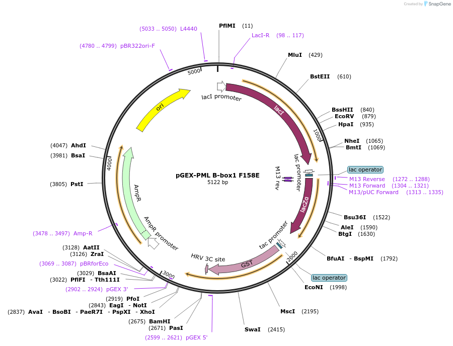 185642-plasmid-map-sequence-id-367325