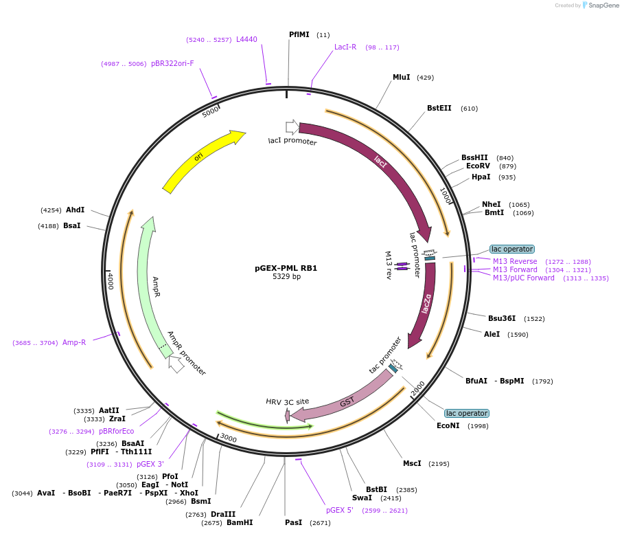 185636-plasmid-map-sequence-id-367327