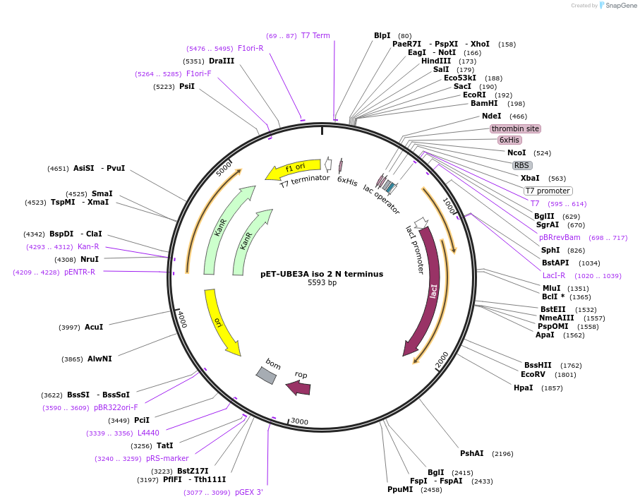 185643-plasmid-map-sequence-id-367329
