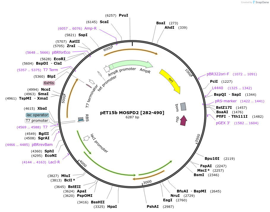 186469-plasmid-map-sequence-id-367333