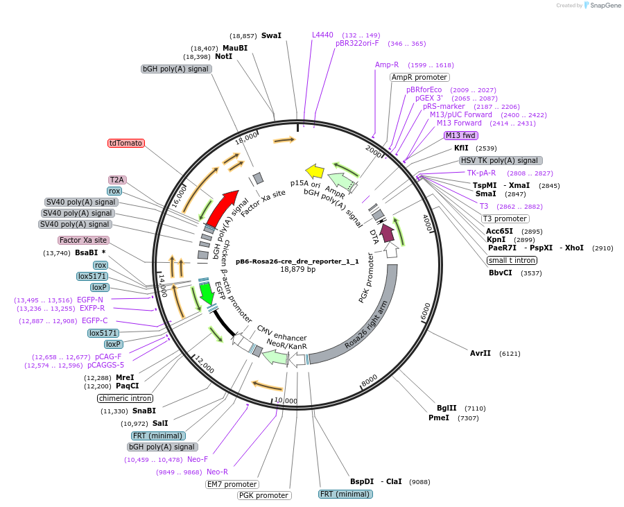 185963-plasmid-map-sequence-id-367343