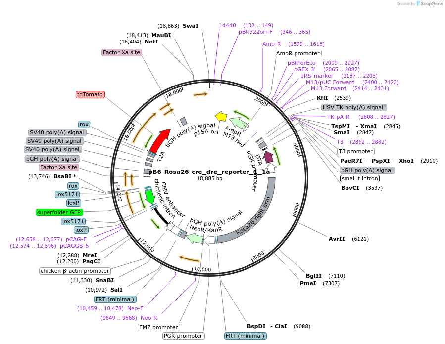 185964-plasmid-map-sequence-id-367344