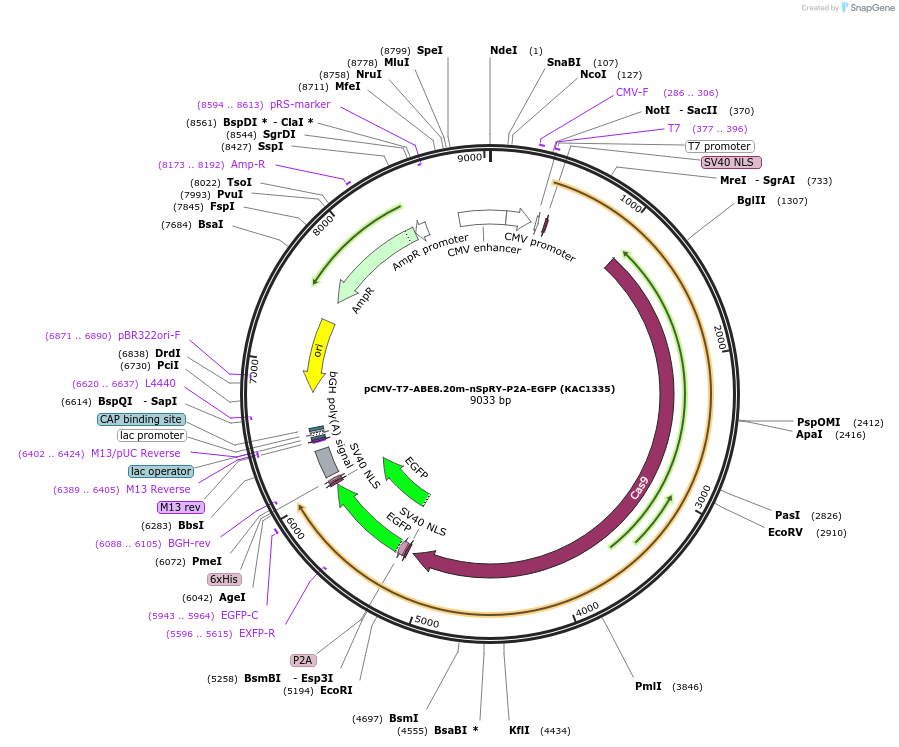 185917-plasmid-map-sequence-id-367357