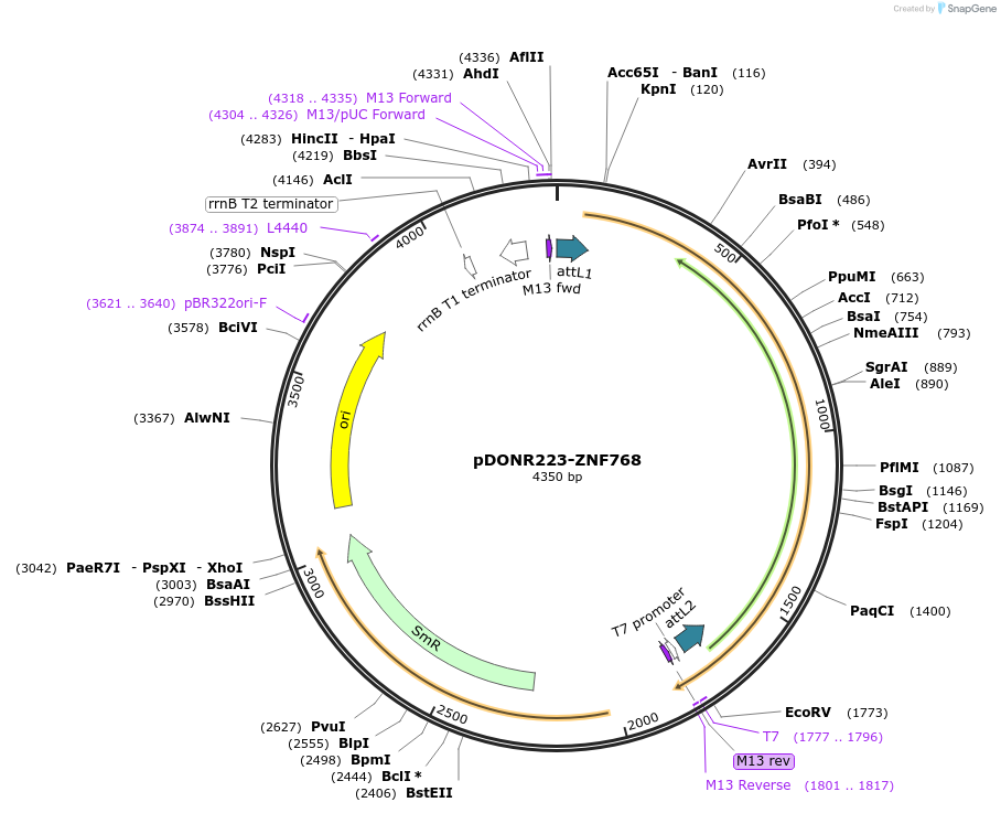 88524-plasmid-map-sequence-id-367366