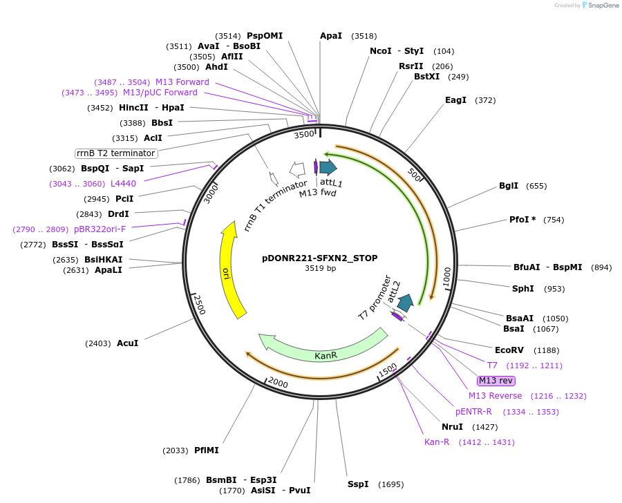 161422-plasmid-map-sequence-id-367367