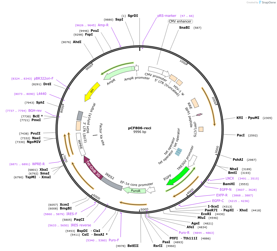 186711-plasmid-map-sequence-id-367369
