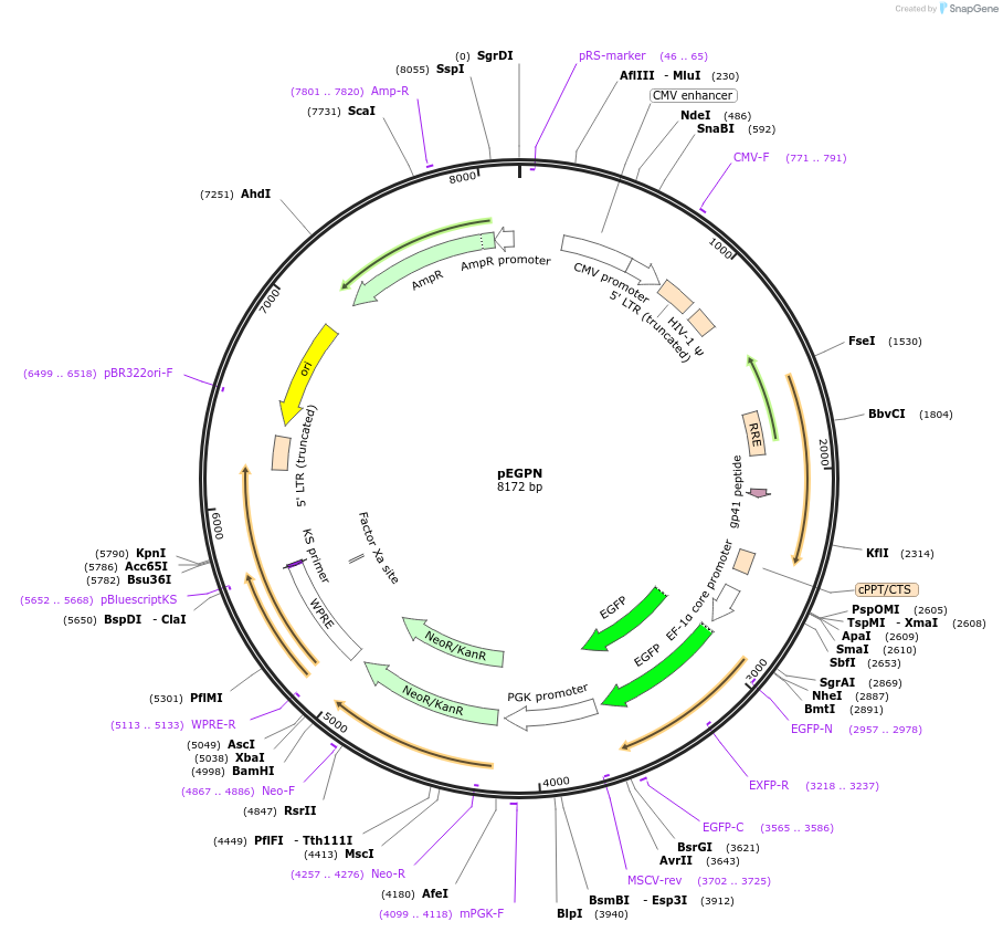 187482-plasmid-map-sequence-id-367372