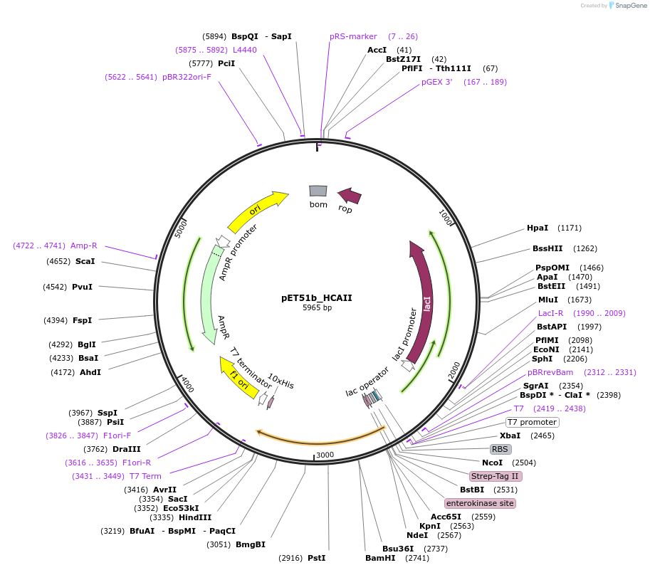 187110-plasmid-map-sequence-id-367384