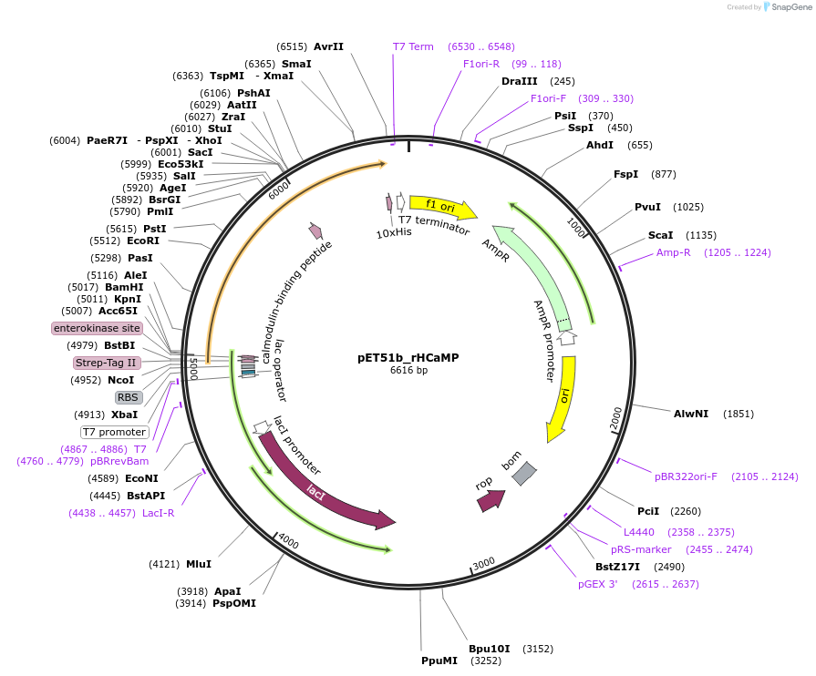 187106-plasmid-map-sequence-id-367388