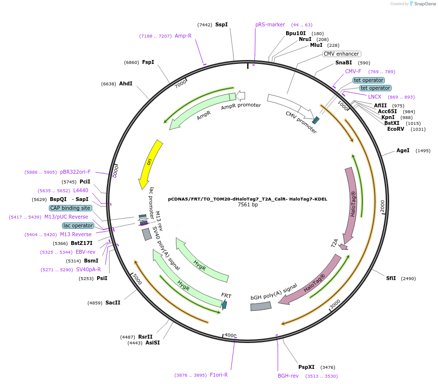 187079-plasmid-map-sequence-id-367394
