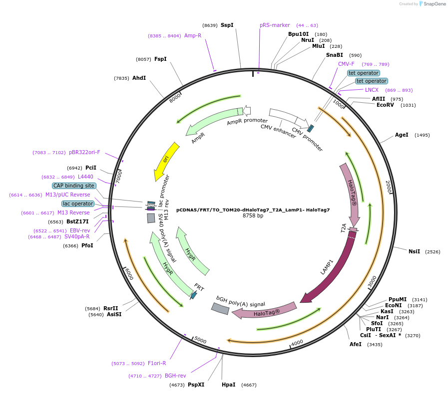 187078-plasmid-map-sequence-id-367396