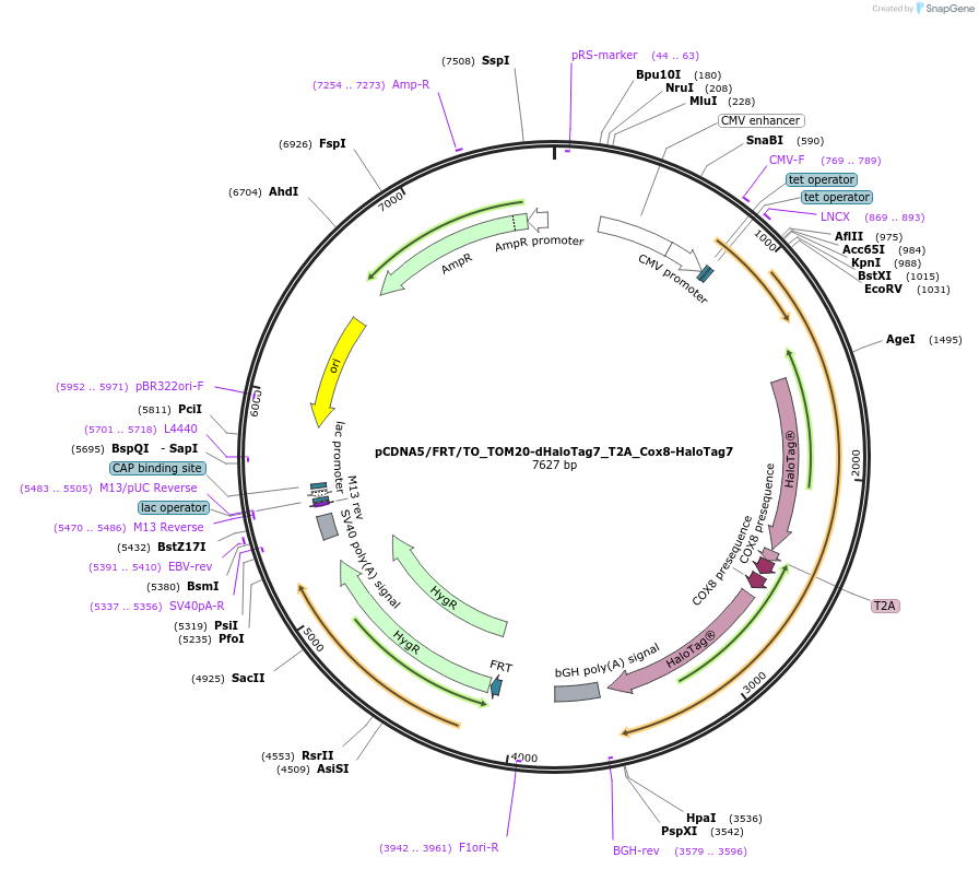 187077-plasmid-map-sequence-id-367397