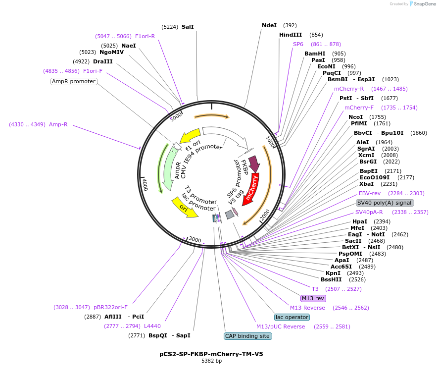 186226-plasmid-map-sequence-id-367398