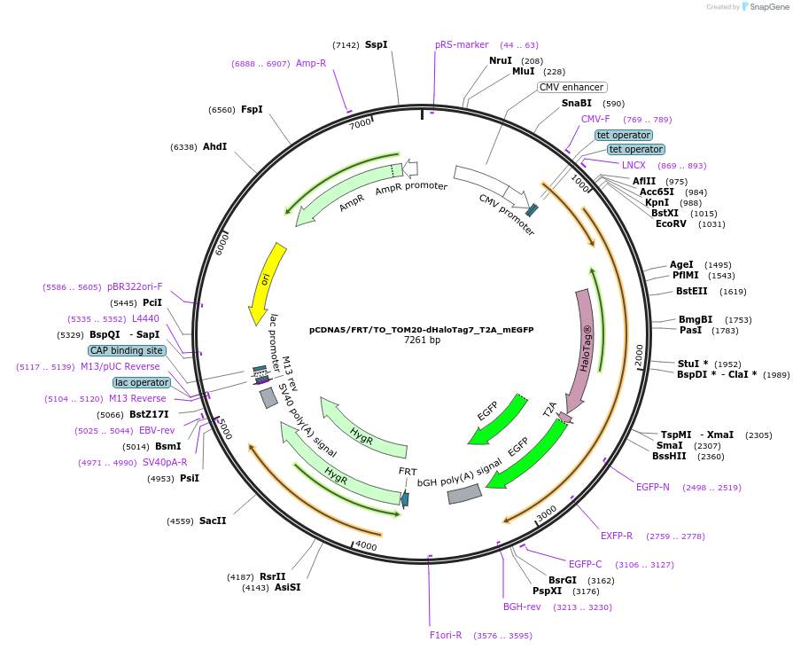 187073-plasmid-map-sequence-id-367407