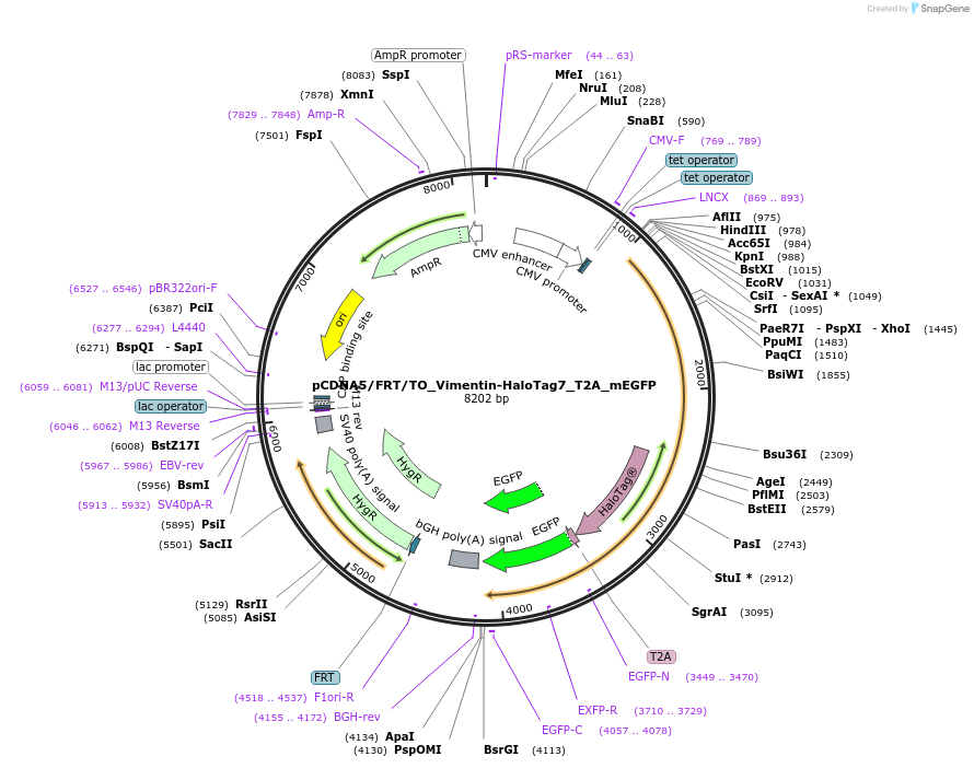 187074-plasmid-map-sequence-id-367411