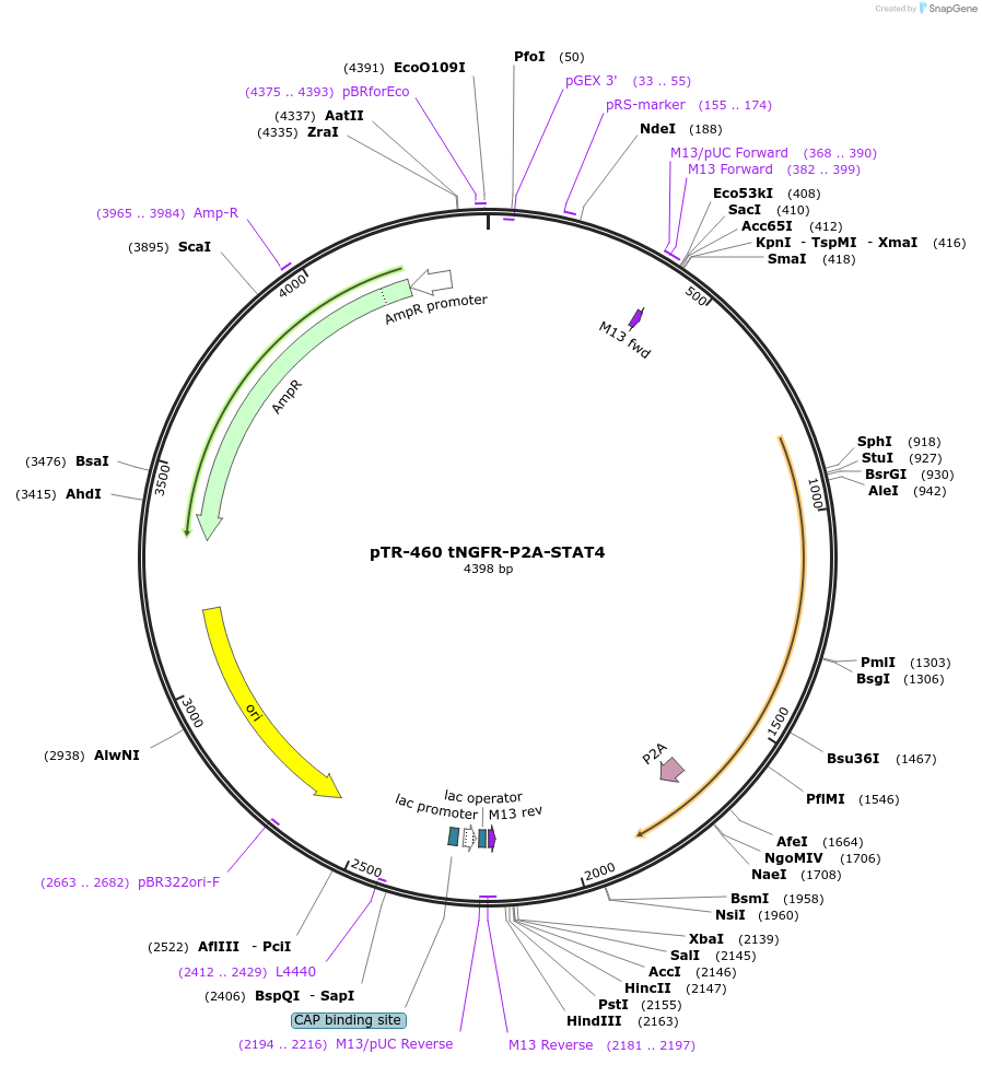 186075-plasmid-map-sequence-id-367430