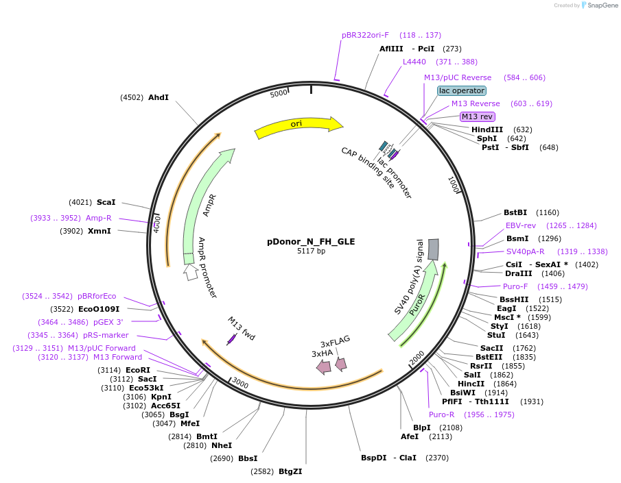 186657-plasmid-map-sequence-id-367449