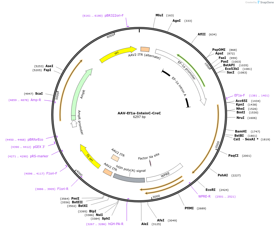 187615-plasmid-map-sequence-id-367452