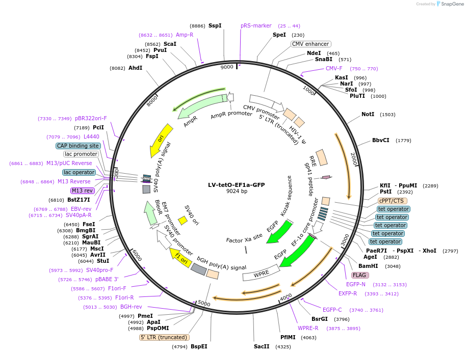 187645-plasmid-map-sequence-id-367456