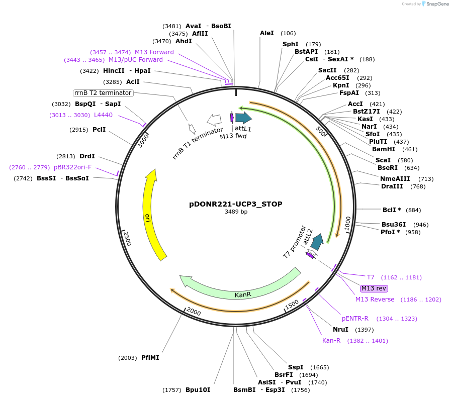 161424-plasmid-map-sequence-id-367477