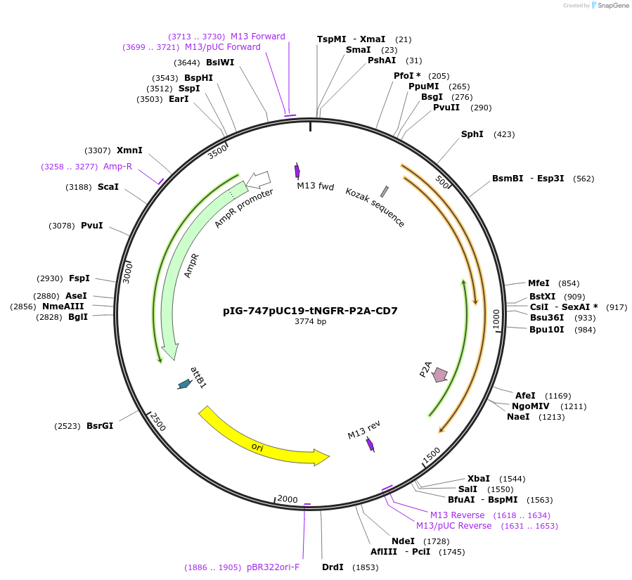 186086-plasmid-map-sequence-id-367514