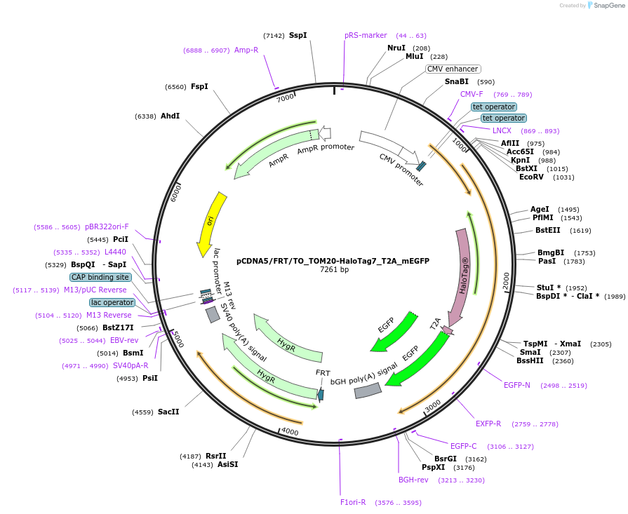 187072-plasmid-map-sequence-id-367519