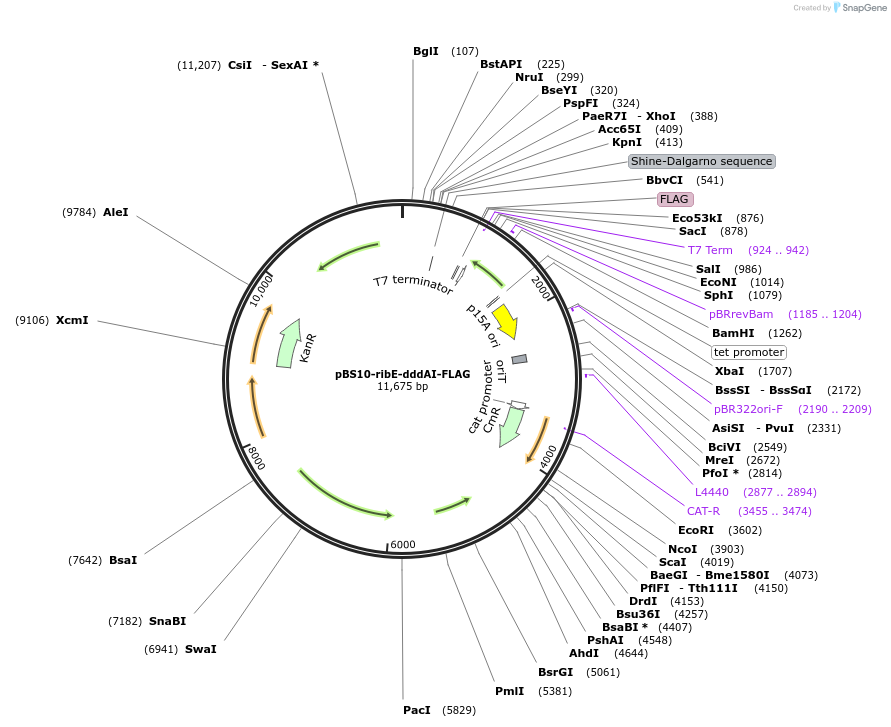 186562-plasmid-map-sequence-id-367520