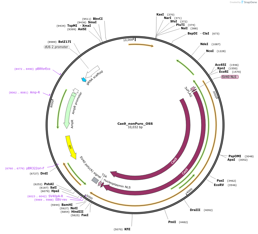 186652-plasmid-map-sequence-id-367526