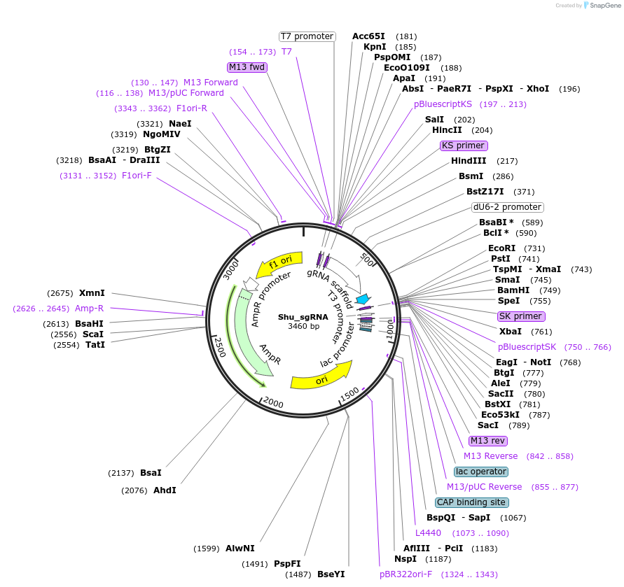 186656-plasmid-map-sequence-id-367528