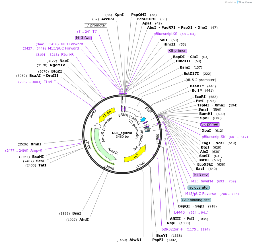 186658-plasmid-map-sequence-id-367529