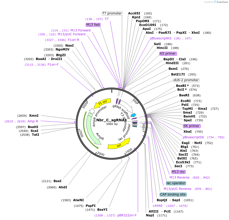 186663-plasmid-map-sequence-id-367530