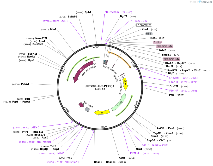 185785-plasmid-map-sequence-id-367541