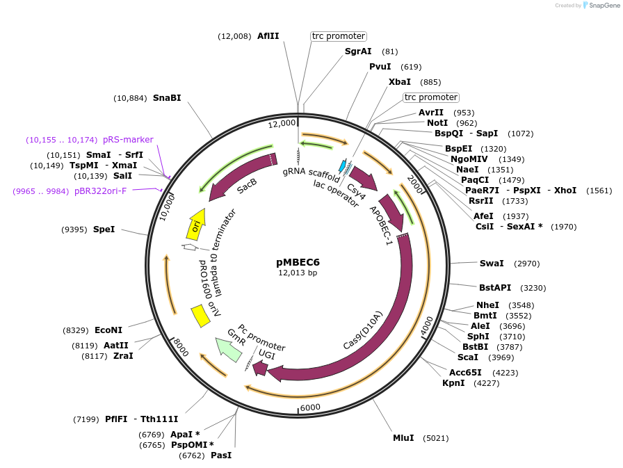 187598-plasmid-map-sequence-id-367542