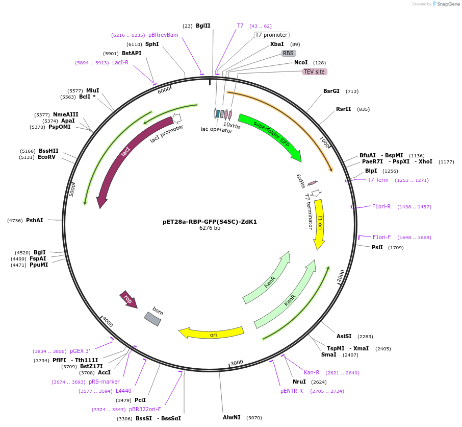 185791-plasmid-map-sequence-id-367545