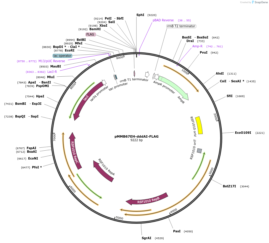 186560-plasmid-map-sequence-id-367549