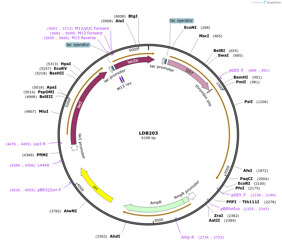 185424-plasmid-map-sequence-id-367551