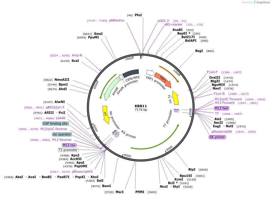 185422-plasmid-map-sequence-id-367559