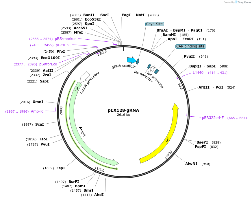 187600-plasmid-map-sequence-id-367562