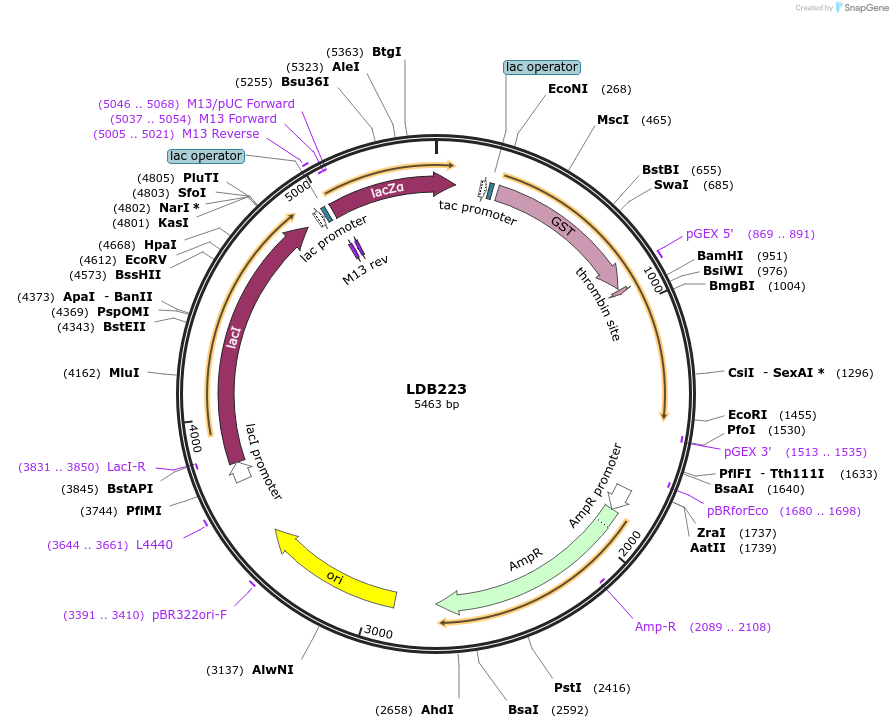 185428-plasmid-map-sequence-id-367563