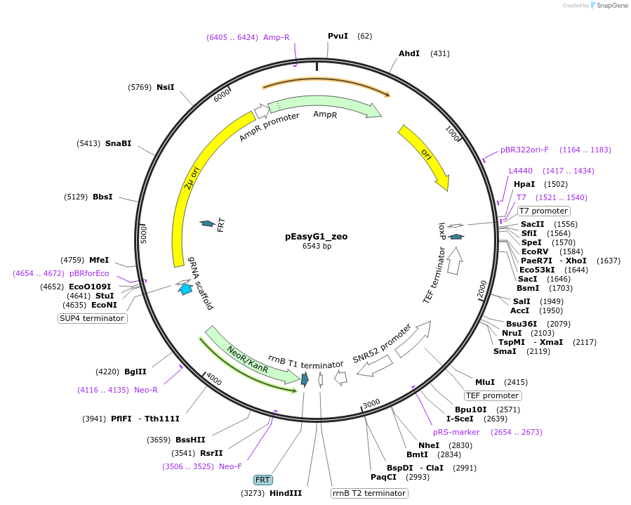 184910-plasmid-map-sequence-id-367565