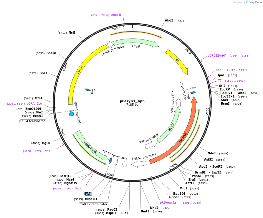 184912-plasmid-map-sequence-id-367571