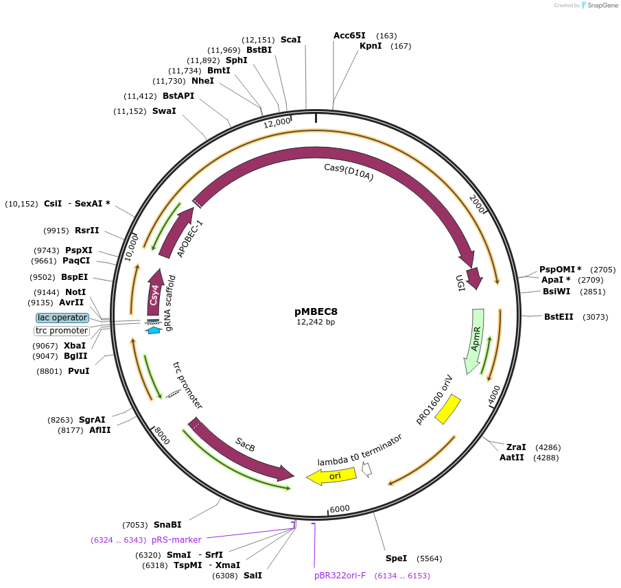 187599-plasmid-map-sequence-id-367572