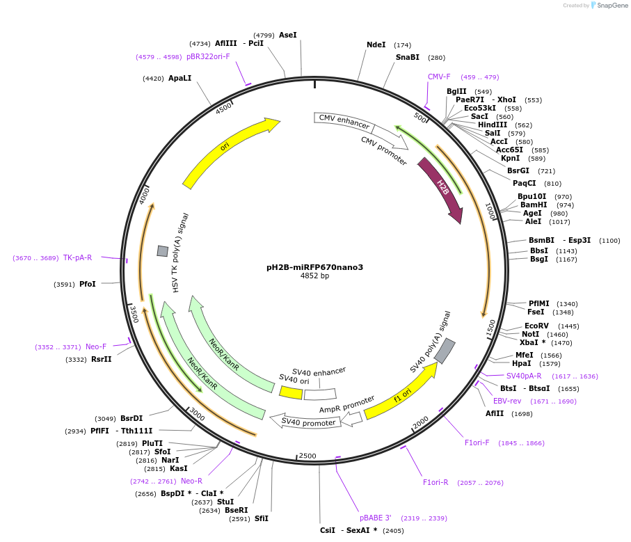 184670-plasmid-map-sequence-id-367578