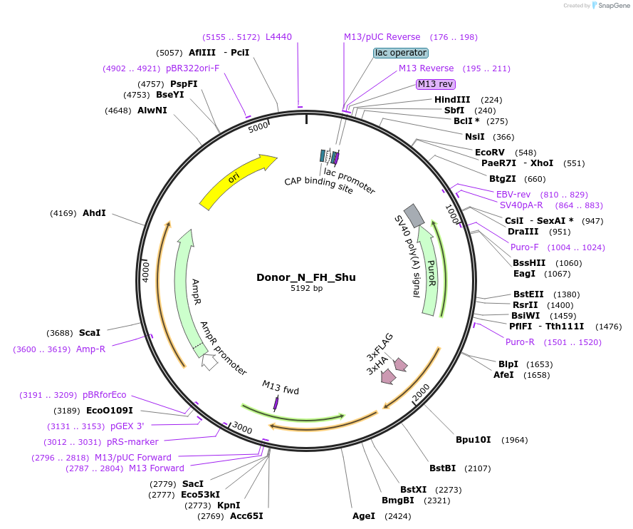 186655-plasmid-map-sequence-id-367684