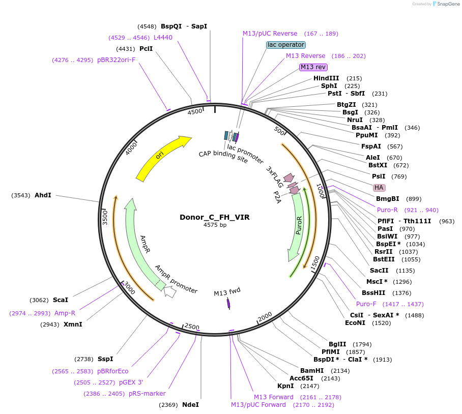 186660-plasmid-map-sequence-id-367687