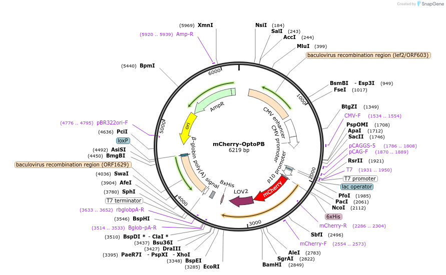 113935-plasmid-map-sequence-id-367689